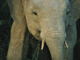 A Close View of the Face of a Young Asian Elephant