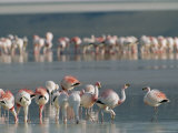 Flamingos Forage for Food in the Shallow Waters of an Atacama Lake