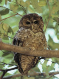 A Northern Spotted Owl (Strix Occidentalis) Peers from a Tanoak Tree