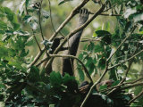 A Female Chimpanzee and Her Baby Rest in the Branches of a Tree