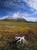Bleached Caribou Antler on Tundra