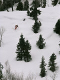 A Skier Makes His Way Down a Hill Below Kilinmarg  Gulmarg  Kashmir