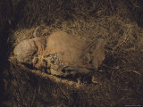 The Cloth Wrapped Skeleton from a Plant-Filled Peruvian Mummy Bundle
