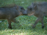 Two Juvenile Warthogs at Play