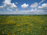 A Field in the Oder River Valley Blanketed with Yellow Wildflowers