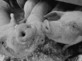 Close View of Two Young Pigs