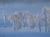 Frost Covered Cottonwood Trees in a Snowy Landscape