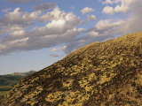 Lichen-Covered Glacial Erratic Boulders