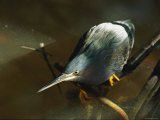 A Green-Backed Heron Hunts for Fish