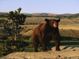 An American Black Bear Stands Atop a Rock