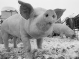 Close View of a Young Pig in a Snowy Pen