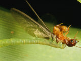 An Eupithecia Orichloris Caterpillar Grasps a Termite it Caught