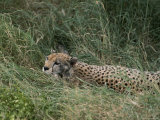 A Cheetah Lying in Grass in the Serengeti National Park