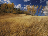 Autumn Meadow Scene