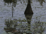 Mangrove Tree in Marshy Area
