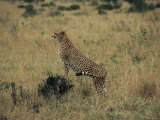 An Alert Cheetah Observes its Surroundings