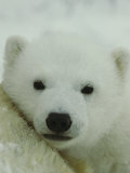 A Portrait of a Polar Bear Cub