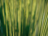 Yucca Leaves Backlit by Setting Sun
