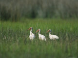 View of Ibises