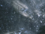 Snow Cascades Down Through the Trees in a Wintry Scene