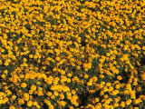 Marigolds in Bloom on a Commercial Flower Farm