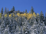 Snow-Covered Evergreen Trees