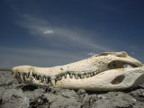 An Orinoco Crocodile Skull Bleached White Sits on a Rocky Shore