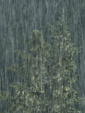 Heavy Rainfall Partially Obscures a View of a Douglas Fir Tree