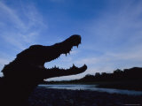 A Silhouetted Black Caiman with its Mouth Open in Warning