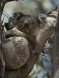Koala in Tree