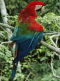 A Scarlet Macaw Sits on a Tree Branch in Venezuela