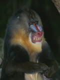 A Captive Adult Male Mandrill  Mandrillus Sphinx  from Africa