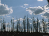 Puffy Clouds Fill the Sky over a Stand of Burnt Lodgepole Pine Trees