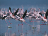Greater Flamingos Run Through Shallow Water as They Take Flight
