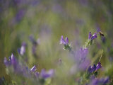 Bee Pollinating Wildflowers
