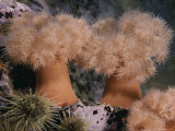 Frilled Sea Anemones Catch Food with Their Waving Tentacles