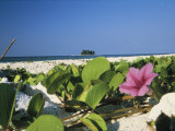 Flowering Vine on Beach