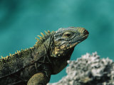 A Cuban Iguana  Cyclura Nubila  Rest on a Shoreside Rock