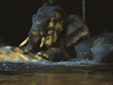 A Borneo Asian Elephant Splashes in a Shady River
