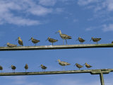 An Assortment of Shorebirds Perch on a Pair of Railings