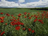 Beautiful Red Poppies Line a Roadside Field Near Moscow  Idaho