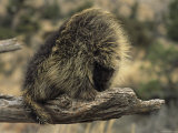 A Porcupine Perches on the End of a Decayed Tree Branch