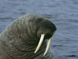 A Portrait of an Atlantic Walrus