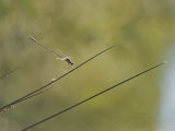 Dragonfly Sunning on River Reed Stem