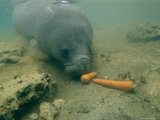 A Florida Manatee Feeds on Carrots at Homasassa Springs State Park