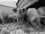 Pigs Root Through Snow in Their Pen
