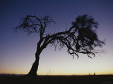 Oak Tree Silhouetted against Sunset Sky