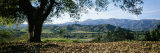 A View of a Coast Live Oak and the Santa Ynez Mountains