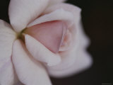 Close View of a Cecil Brunner Rose