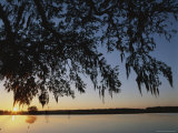 A Sunrise Silhouettes a Tree Laden with Spanish Moss